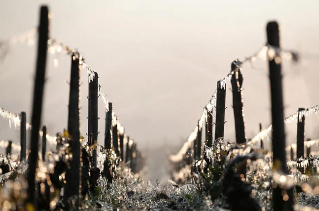 against spring frost candles