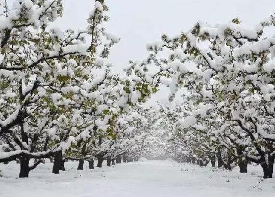 China vineyards antifrost candles