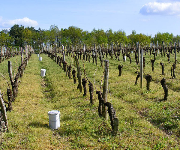 winter outdoor alpine anti frost candles for their vineyard and other plants