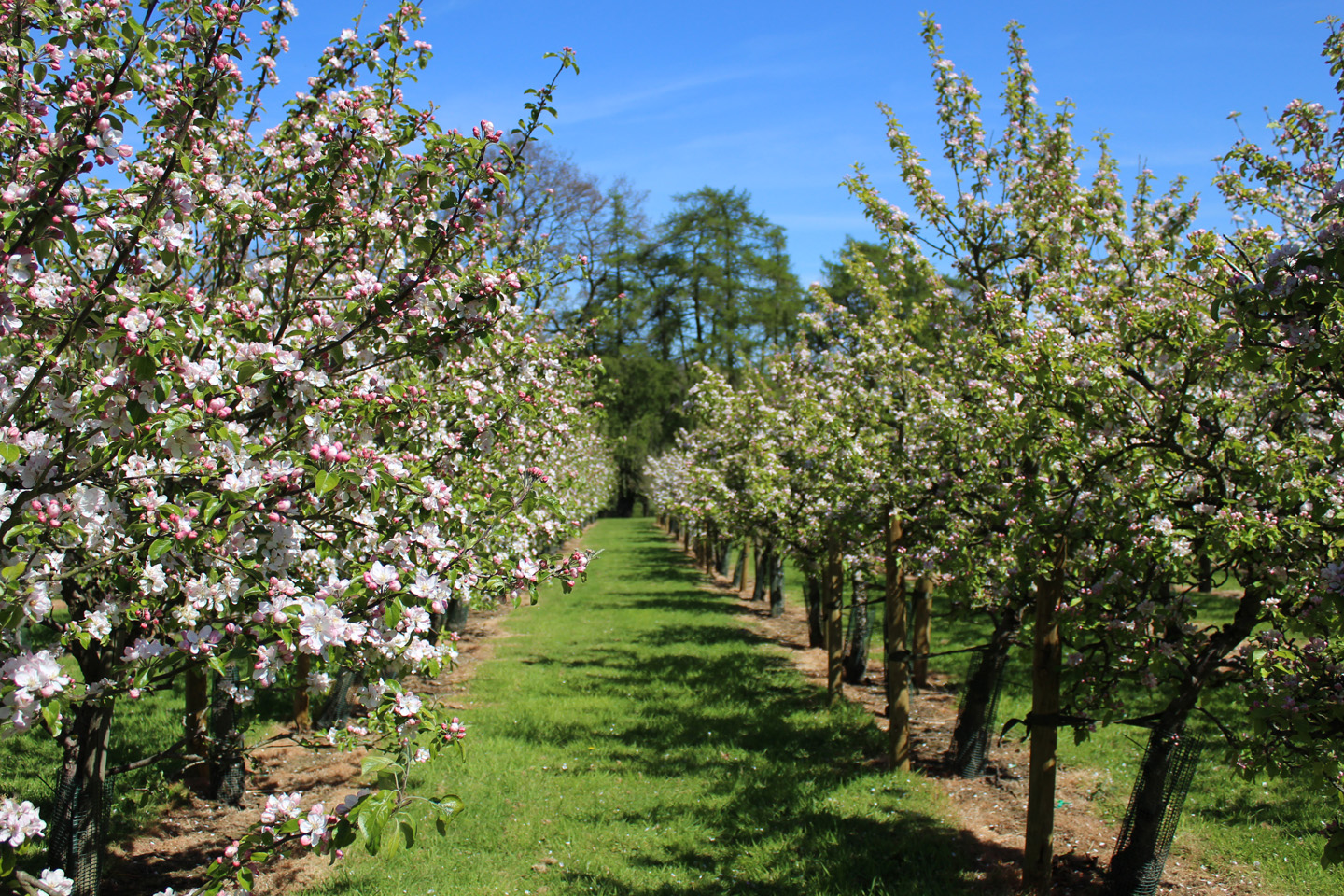 orchards antifreeze candles, vineyards anti frost candles